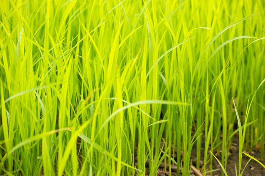 Baby rice tree at organic farm in daylight. Concept of agriculture and farmer.