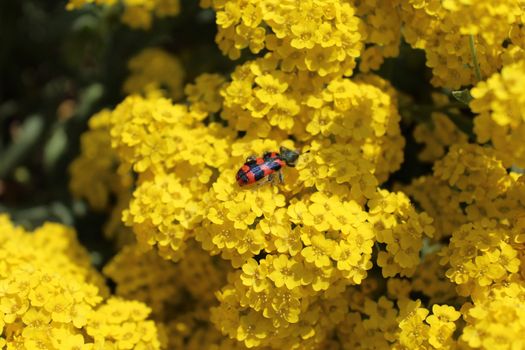 The picture shows a bee beetle on sweet alison.