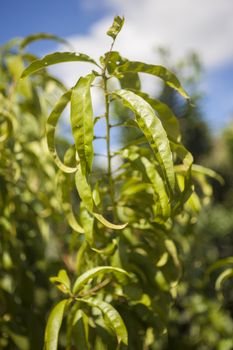 Peach leaves in Sicily taken by natural light