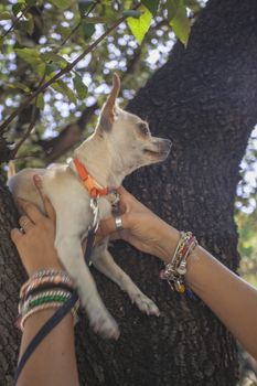 Hand hold chihuahua dog at the park