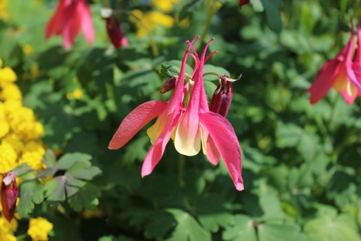The picture columbine flower in the garden.