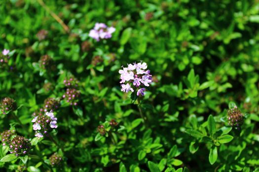 The picture shows blooming thyme in the garden.