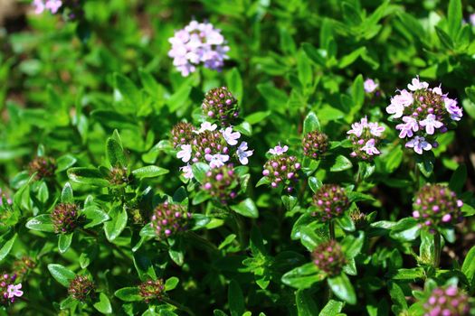 The picture shows blooming thyme in the garden.