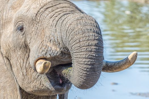 Close-up of an african elephant, Loxodonta africana, drinking water