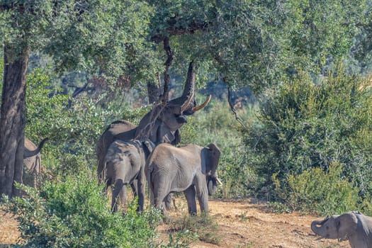 African elephants, Loxodonta africana, underneath to a large tree