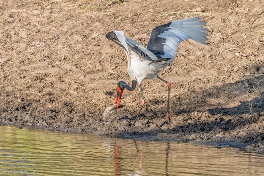 A saddle-billed stork, Ephippiorhynchus senegalensis, with its prey, a catfish, at  a river