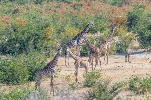 A herd of South African giraffes between mopani trees