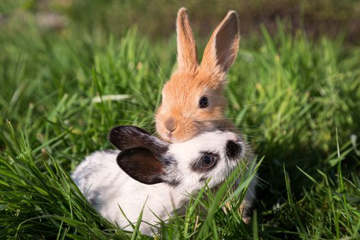 Close-up image of two baby bunnies playing together on green grass. Color image.