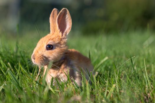 Close-up image of a baby bunny rabbit playing on green grass. Color image.