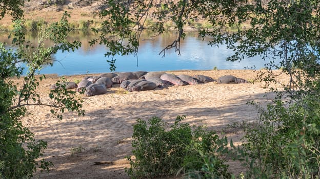 A herd of hippos, Hippopotamus amphibius, sleeping next to a river