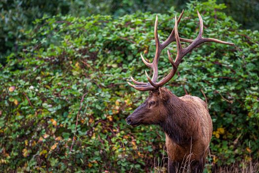 A large Roosevelt bull elk stands in front of green vines. Humboldt County, California.