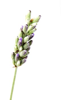 Close-Up Of Lavender Flower Against White Background