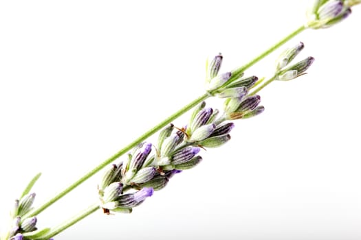 Close-Up Of Lavender Flower Against White Background