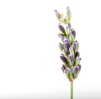 Close-Up Of Lavender Flower Against White Background