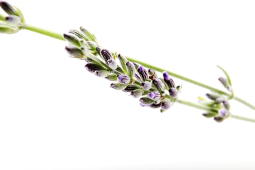 Close-Up Of Lavender Flower Against White Background