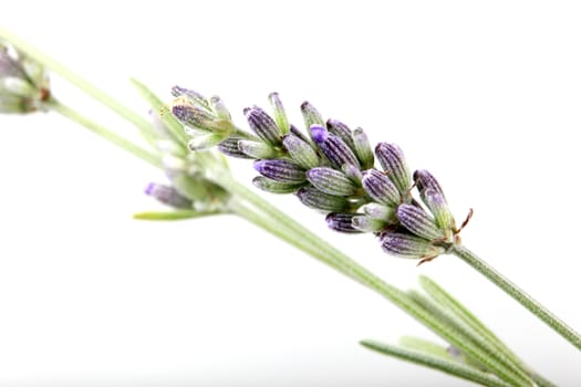 Close-Up Of Lavender Flower Against White Background