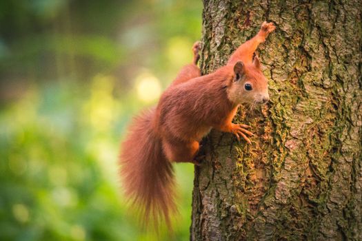 Curious squirrel in the Autumn park