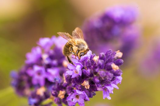 Bee pollination on a lavender flower.