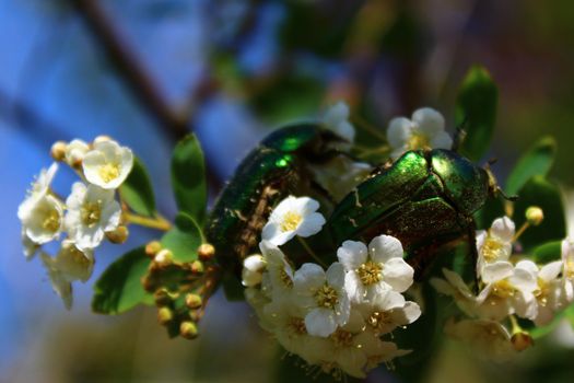 The picture shows a rose chafer in the snowberry bush.