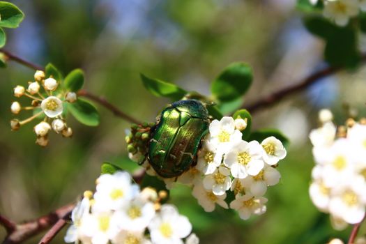 The picture shows a rose chafer in the snowberry bush.