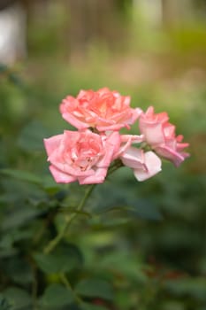 Roses in the garden, Roses are beautiful with a beautiful sunny day.