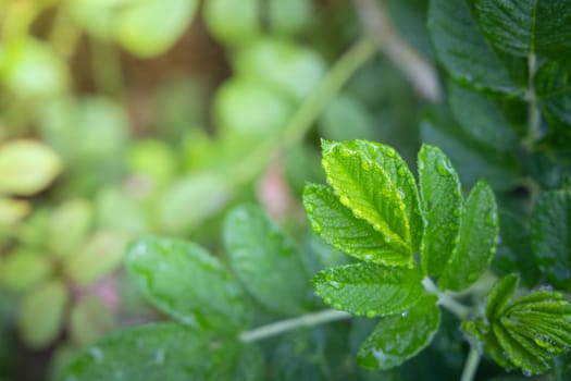 Close Up green leaf under sunlight in the garden. Natural background with copy space.