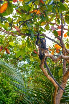 Koh Phaluai, Mu Ko Ang Thong National Park, Gulf of Thailand, Siam, Little leaf monkey or Dusky Langur eating fruits in the rain forest