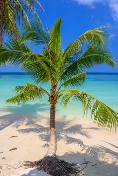 Coconut palms on tropical Haad Yao beach, Koh Phangan island, Suratthani, Thailand