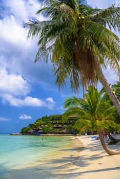 Coconut palms on tropical Haad Yao beach, Koh Phangan island, Suratthani, Thailand