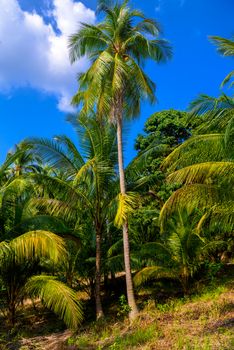 Coconut palms in jungles, Koh Phangan island, Suratthani, Thailand