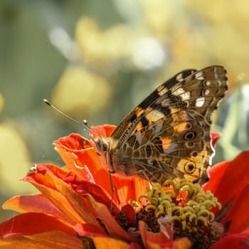 beautiful butterfly close-up, sitting on a flower, illuminated by the sun