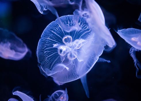 Common jellyfish in aquarium lit by blue light