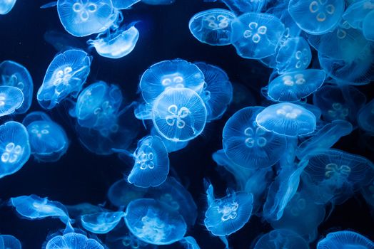 Common jellyfish in aquarium lit by blue light