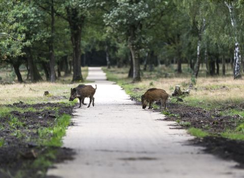 wildboar ,Sus scrofa, in the national park the veluwezoom in holland in natural forest habitat