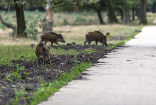wildboar ,Sus scrofa, in the national park the veluwezoom in holland in natural forest habitat