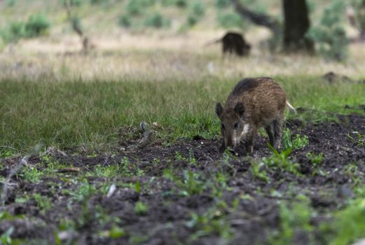 wildboar ,Sus scrofa, in the national park the veluwezoom in holland in natural forest habitat