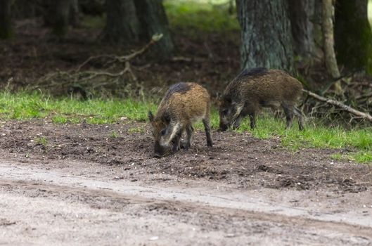 wildboar ,Sus scrofa, in the national park the veluwezoom in holland in natural forest habitat