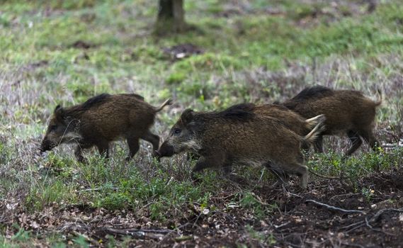 running wildboar ,Sus scrofa, in the national park the veluwezoom in holland in natural forest habitat