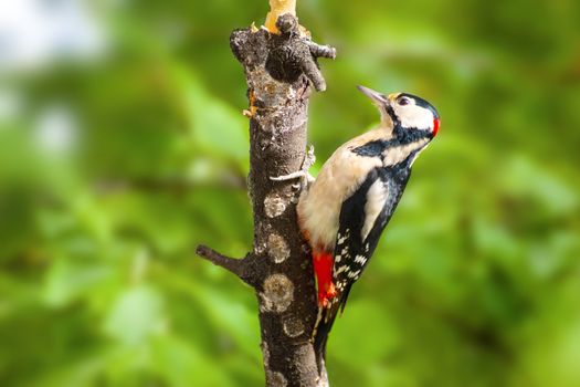 Great Spotted Woodpecker (Dendrocopos major) closeup on green background