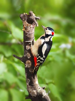 Great Spotted Woodpecker (Dendrocopos major) closeup on green background