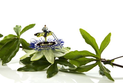 little world man found a place to read a book on top of a passiflora flower
