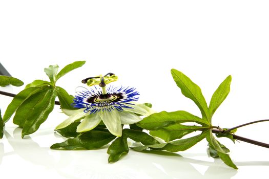 passiflora flower isolated on white background