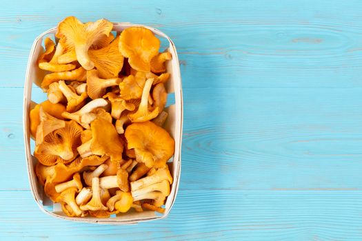 Group of edible forest chanterelle mushrooms in a wooden box of veneer on a blue wooden background. Place for text, copy space.