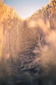 Meadow of wheat. Nature composition.