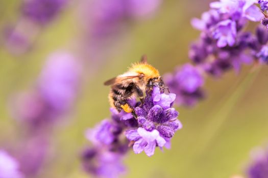 Bee pollination on a lavender flower.