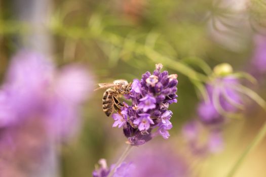 Pollination with bee and lavender during sunshine