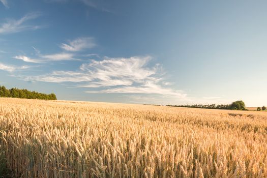 Field of Golden wheat under the blue sky and clouds