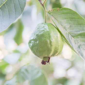 One green guava hanging on tree branch with nice bokeh background. Organic tropical fruit at home garden in Vietnam