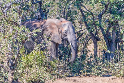 An african elephant, Loxodonta africana, in a mopani forest