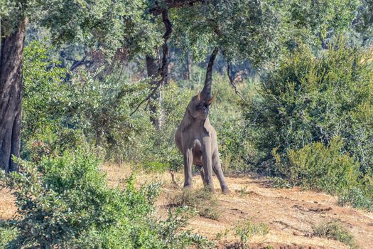 An african elephant stretching to reach the foilage of a large tree